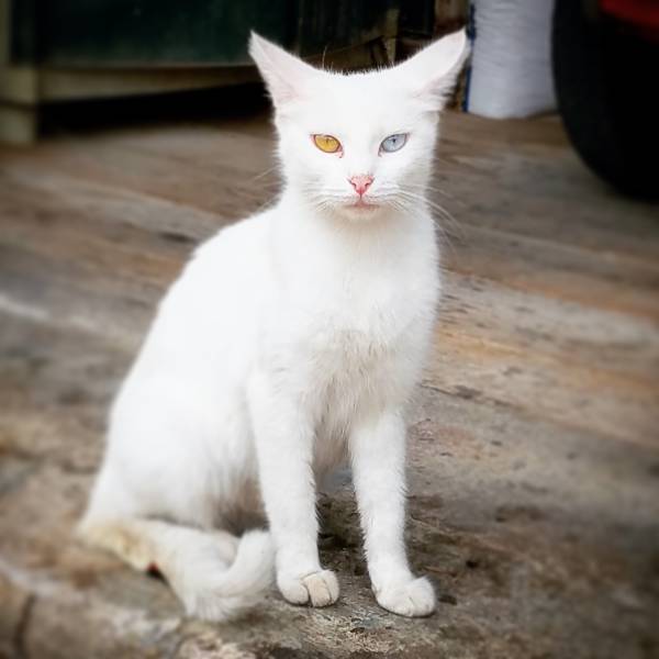 morning picdump 51 pics 17.html - 51 HD Photos | Premium Gallery 2016