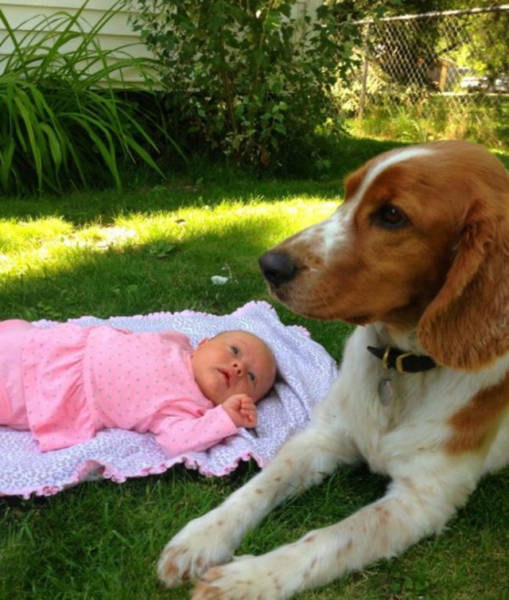 Beware Of Dogs On Guard Duty