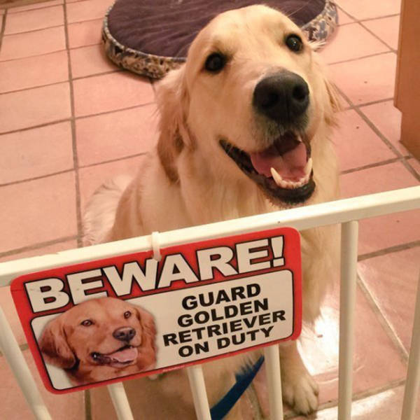 Beware Of Dogs On Guard Duty