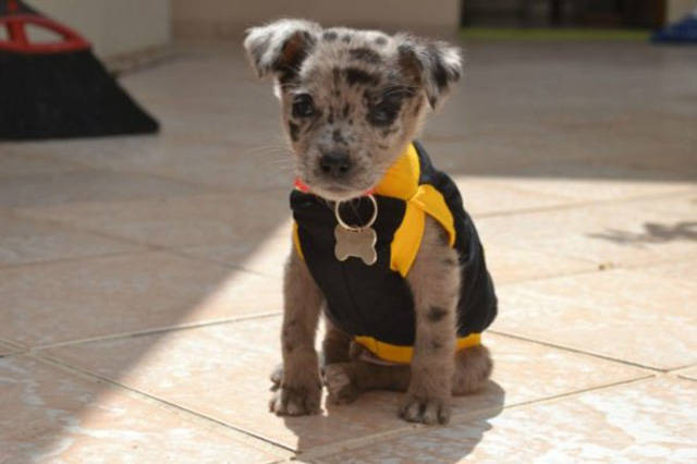 Beware Of Dogs On Guard Duty