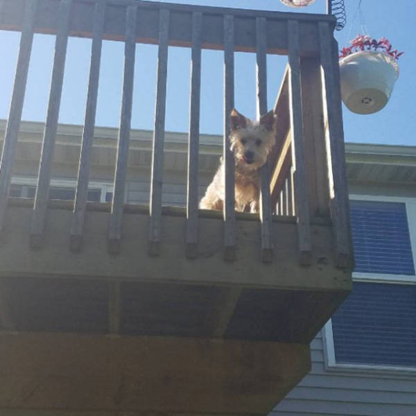 Beware Of Dogs On Guard Duty