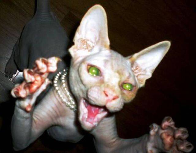 daily picdump 93 pics 35.html - 93 HD Photos | Premium Gallery 2016