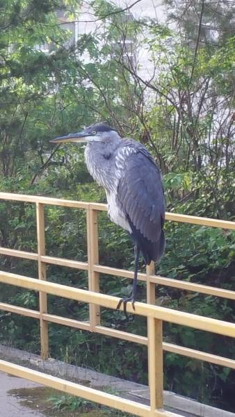 morning picdump 52 pics 14.html - 52 HD Photos | Premium Gallery 2016