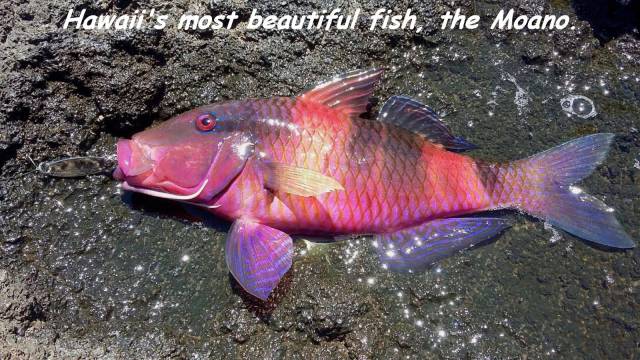 daily picdump 93 pics 33.html - 93 HD Photos | Premium Gallery 2016