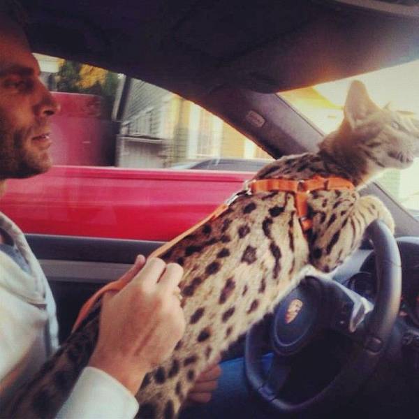 daily picdump 93 pics 45.html - 93 HD Photos | Premium Gallery 2016