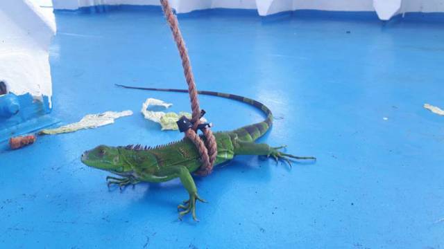 daily picdump 89 pics 26.html - 89 HD Photos | Premium Gallery 2016