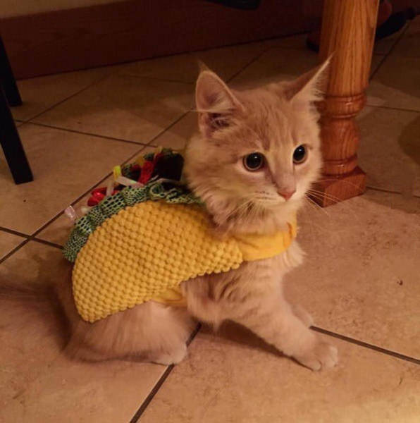 funny picdump 53 pics 17.html - 53 HD Photos | Premium Gallery 2016