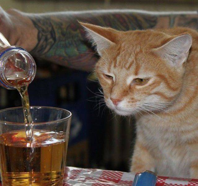 daily picdump weekend edition 61 pics 3.html - 61 HD Photos | Premium Gallery 2016