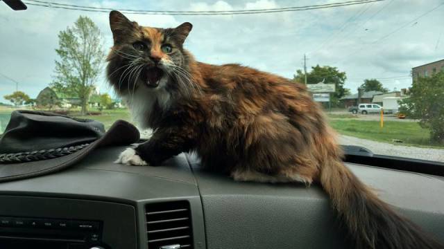 daily picdump weekend edition 61 pics 3.html - 61 HD Photos | Premium Gallery 2016