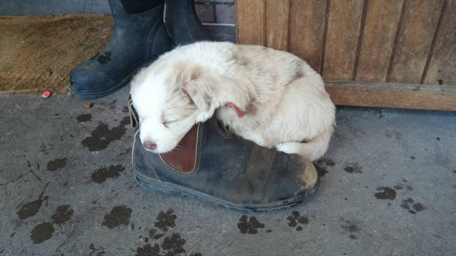 morning picdump 52 pics 17.html - 52 HD Photos | Premium Gallery 2016