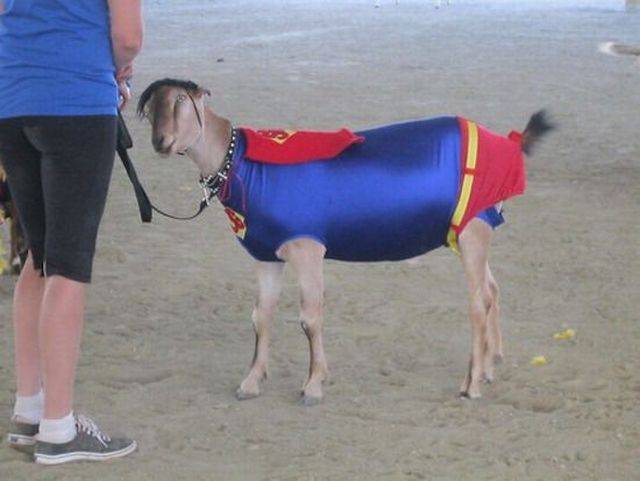 daily picdump 102 pics 16.html - 102 HD Photos | Premium Gallery 2016