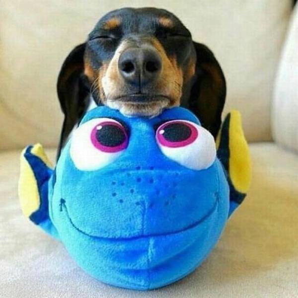 daily picdump 102 pics 16.html - 102 HD Photos | Premium Gallery 2016