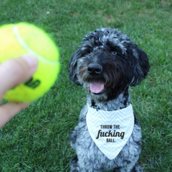 Daily Picdump [WEEKEND EDITION]