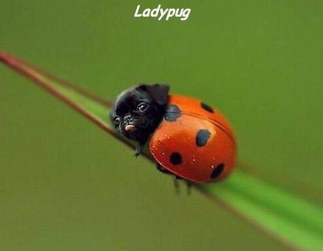 funny picdump 52 pics 4.html - 52 HD Photos | Premium Gallery 2016