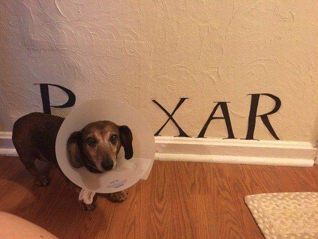 Daily Picdump
