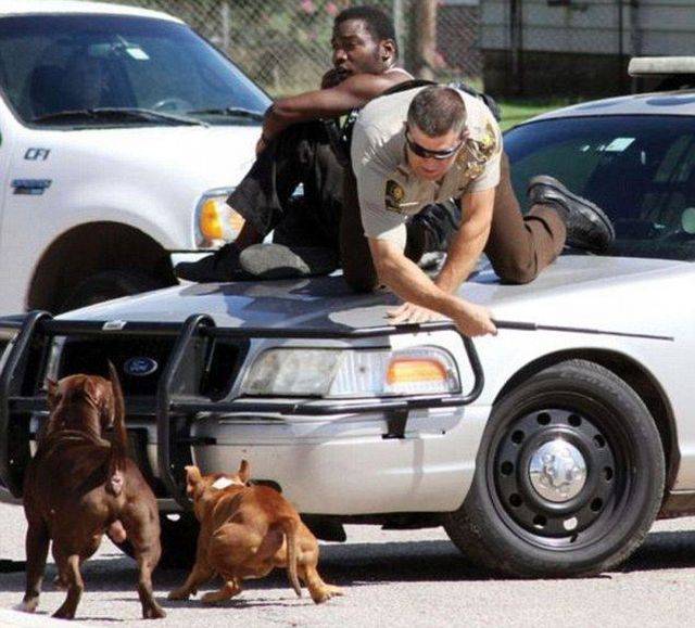 daily picdump 83 pics 29.html - 83 HD Photos | Premium Gallery 2016