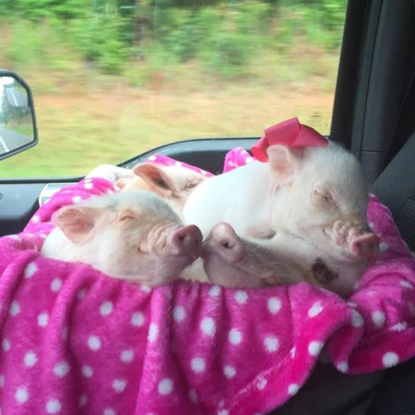 morning picdump 55 pics 19.html - 55 HD Photos | Premium Gallery 2016