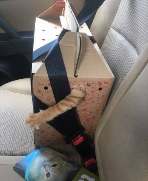 Daily Picdump