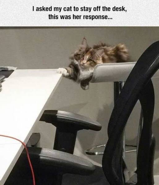 funny picdump 55 pics 8.html - 55 HD Photos | Premium Gallery 2016