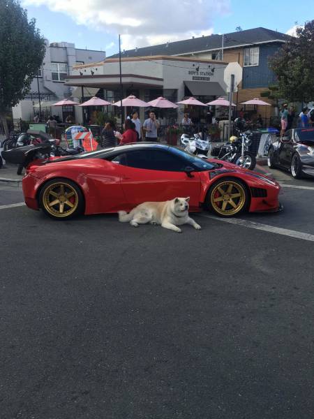 daily picdump 81 pics 38.html - 81 HD Photos | Premium Gallery 2016