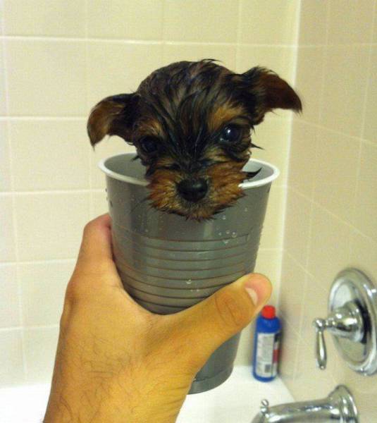 daily picdump 91 pics 43.html - 91 HD Photos | Premium Gallery 2016