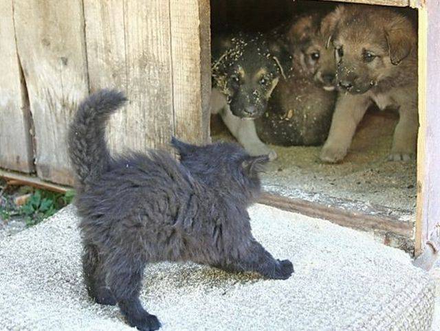 daily picdump 95 pics 10.html - 95 HD Photos | Premium Gallery 2016