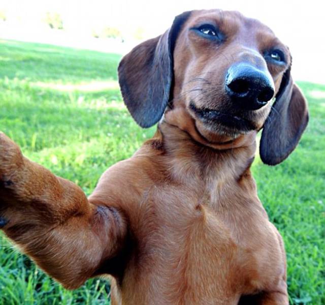 funny picdump 50 pics 20.html - 50 HD Photos | Premium Gallery 2016