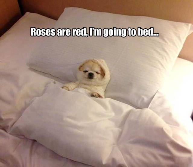 funny picdump 50 pics 20.html - 50 HD Photos | Premium Gallery 2016