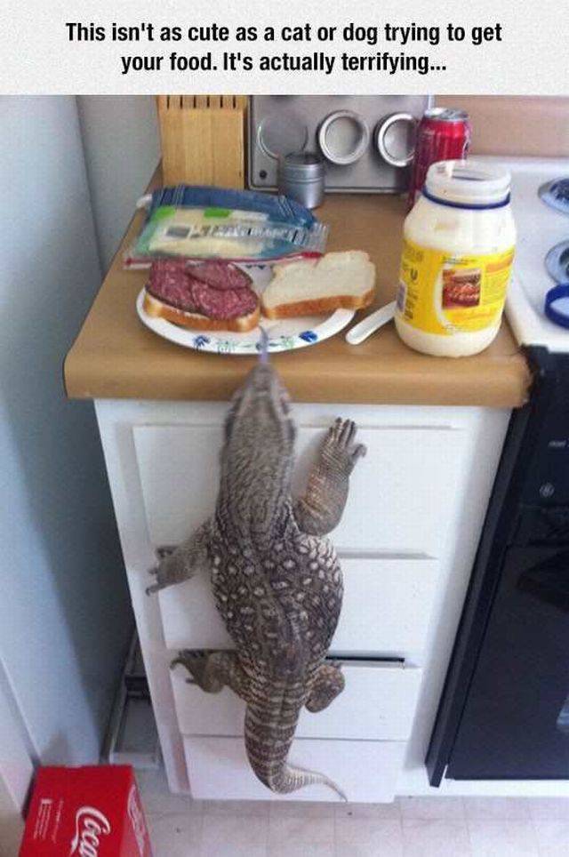 Daily Picdump
