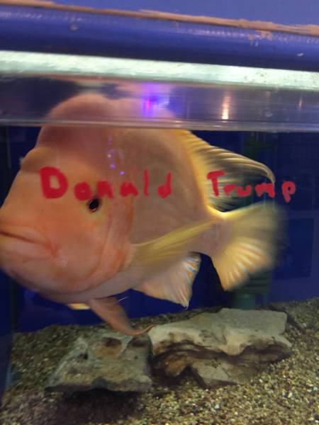 daily picdump weekend edition 74 pics 26.html - 74 HD Photos | Premium Gallery 2016