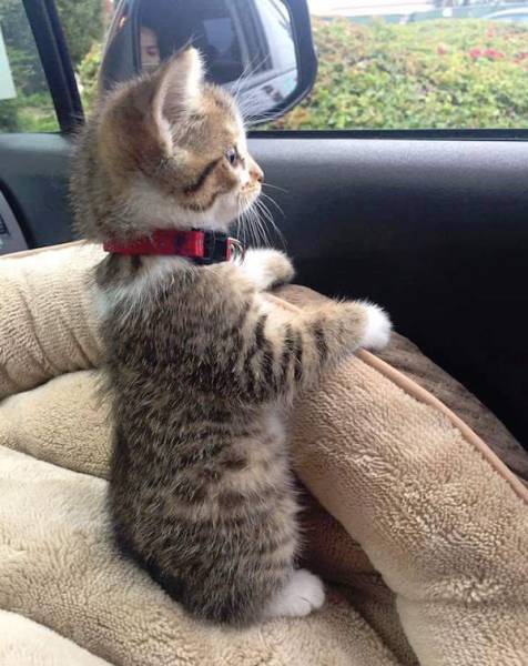 daily picdump weekend edition 54 pics 27.html - 54 HD Photos | Premium Gallery 2016