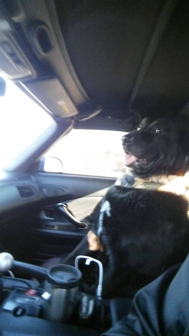 daily picdump weekend edition 54 pics 27.html - 54 HD Photos | Premium Gallery 2016