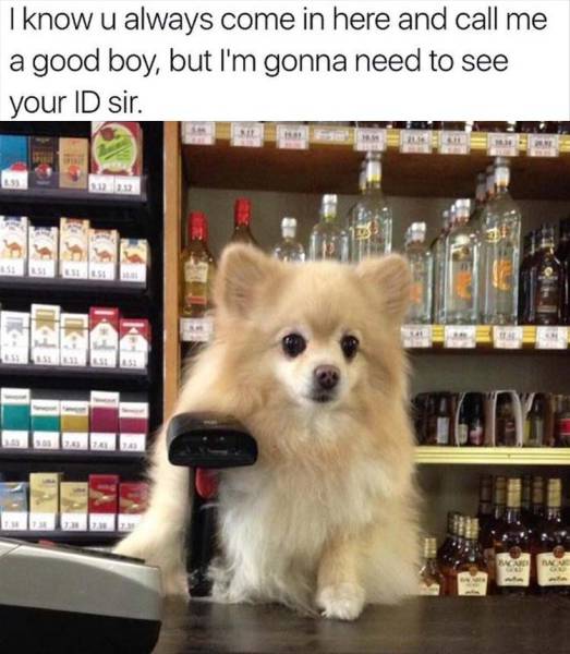 funny picdump 50 pics 19.html - 50 HD Photos | Premium Gallery 2016