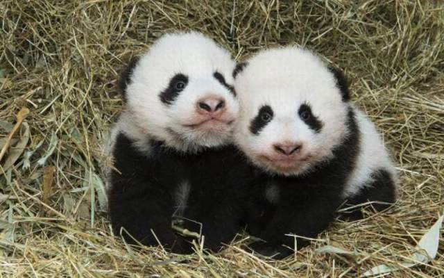 daily picdump 90 pics 35.html - 90 HD Photos | Premium Gallery 2016