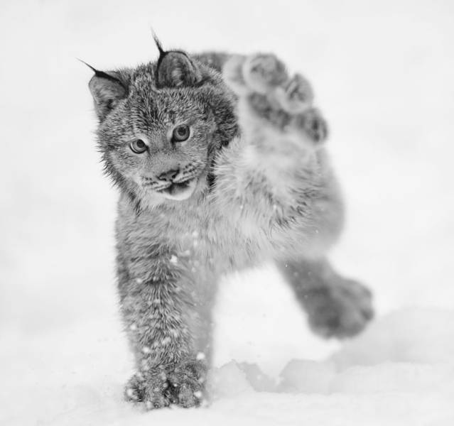 daily picdump 92 pics 35.html - 92 HD Photos | Premium Gallery 2016