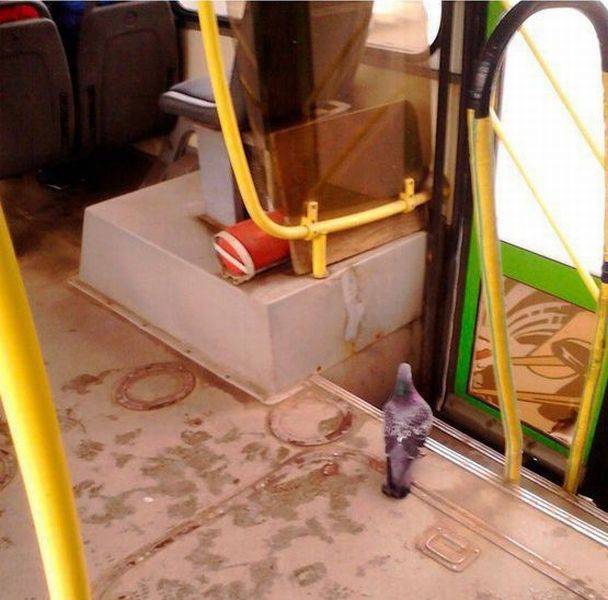 daily picdump 99 pics 46.html - 99 HD Photos | Premium Gallery 2016