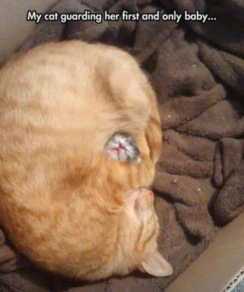 daily picdump 96 pics 38.html - 96 HD Photos | Premium Gallery 2016