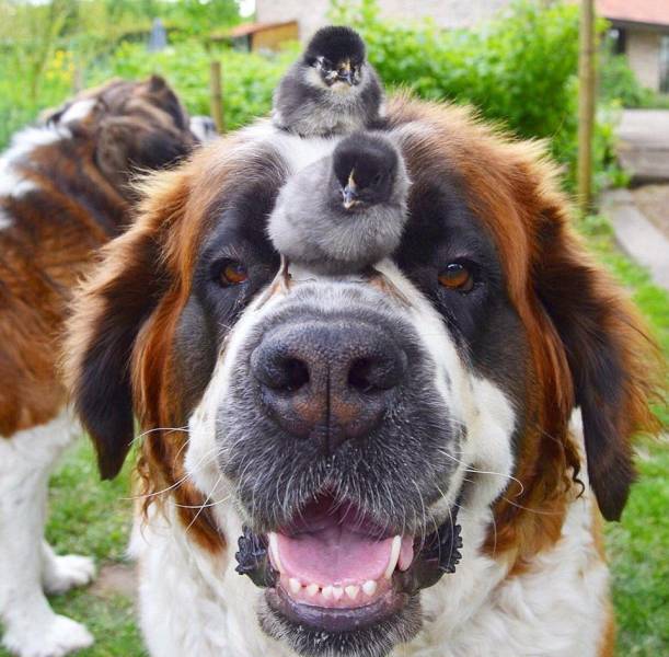 daily picdump 96 pics 38.html - 96 HD Photos | Premium Gallery 2016