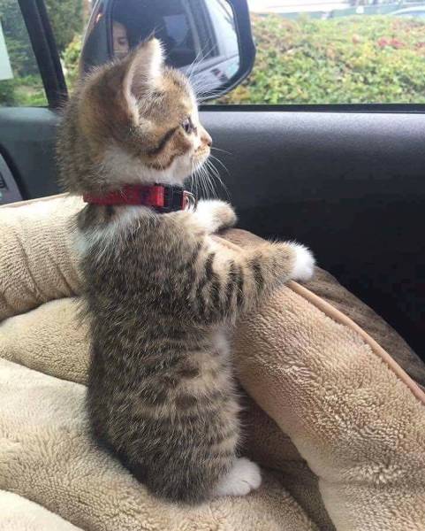 daily picdump 100 pics 40.html - 100 HD Photos | Premium Gallery 2016