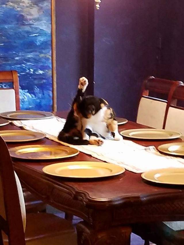 Daily Picdump [WEEKEND EDITION]