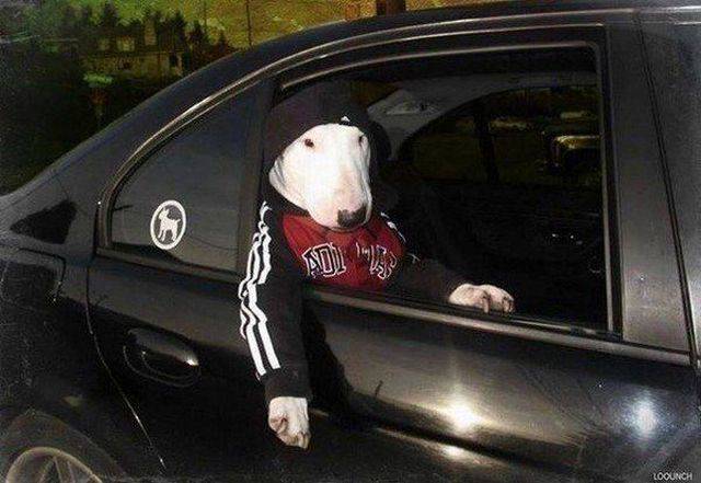 Daily Picdump