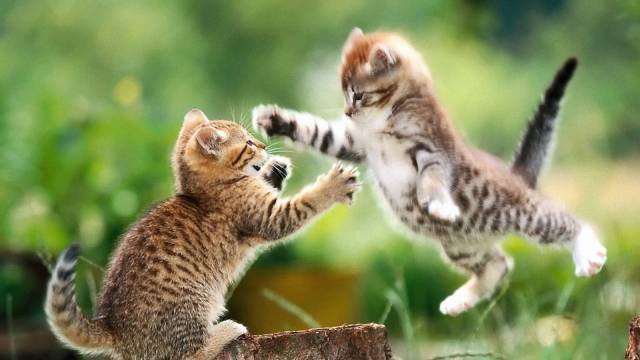 Daily Picdump