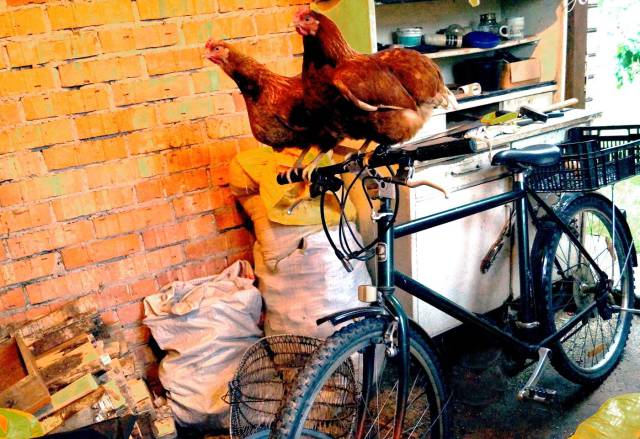 daily picdump weekend edition 69 pics 1.html - 69 HD Photos | Premium Gallery 2016