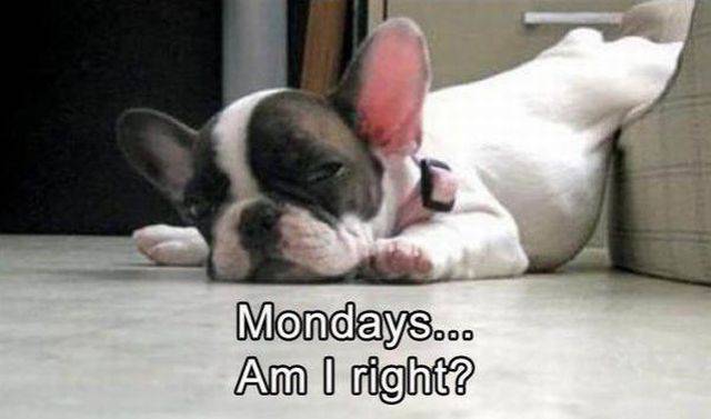 Daily Picdump