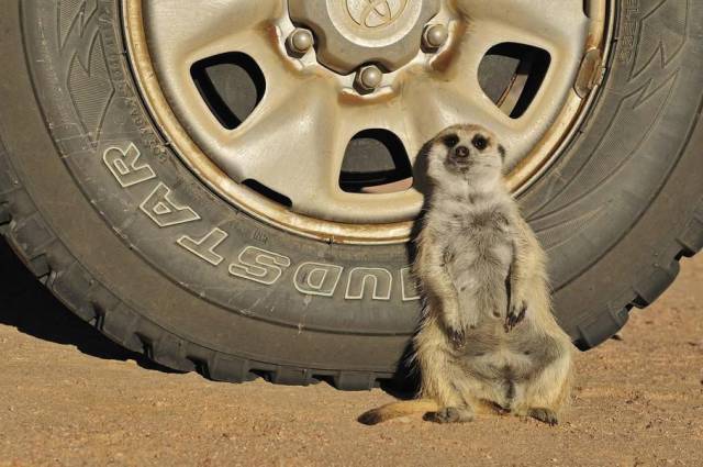 Daily Picdump