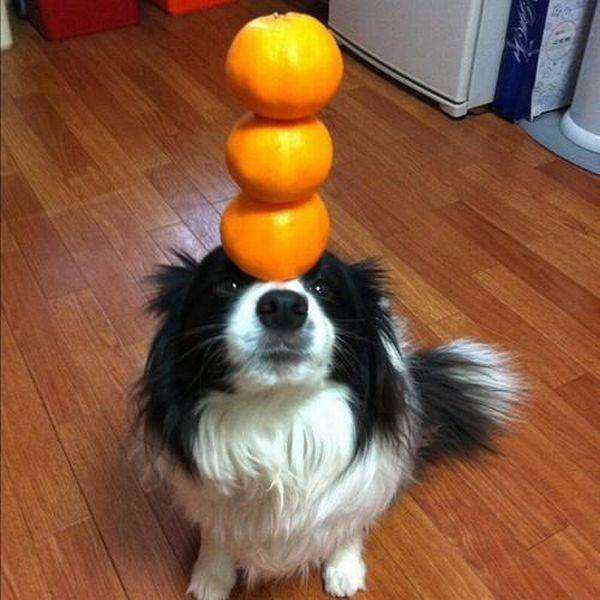 Daily Picdump