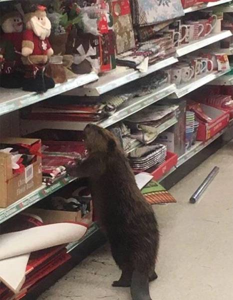 daily picdump 98 pics 5.html - 98 HD Photos | Premium Gallery 2016