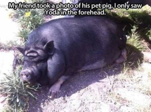 Daily Picdump
