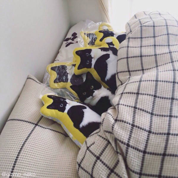 Morning Picdump