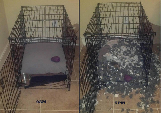 daily picdump weekend edition 52 pics 23.html - 52 HD Photos | Premium Gallery 2016